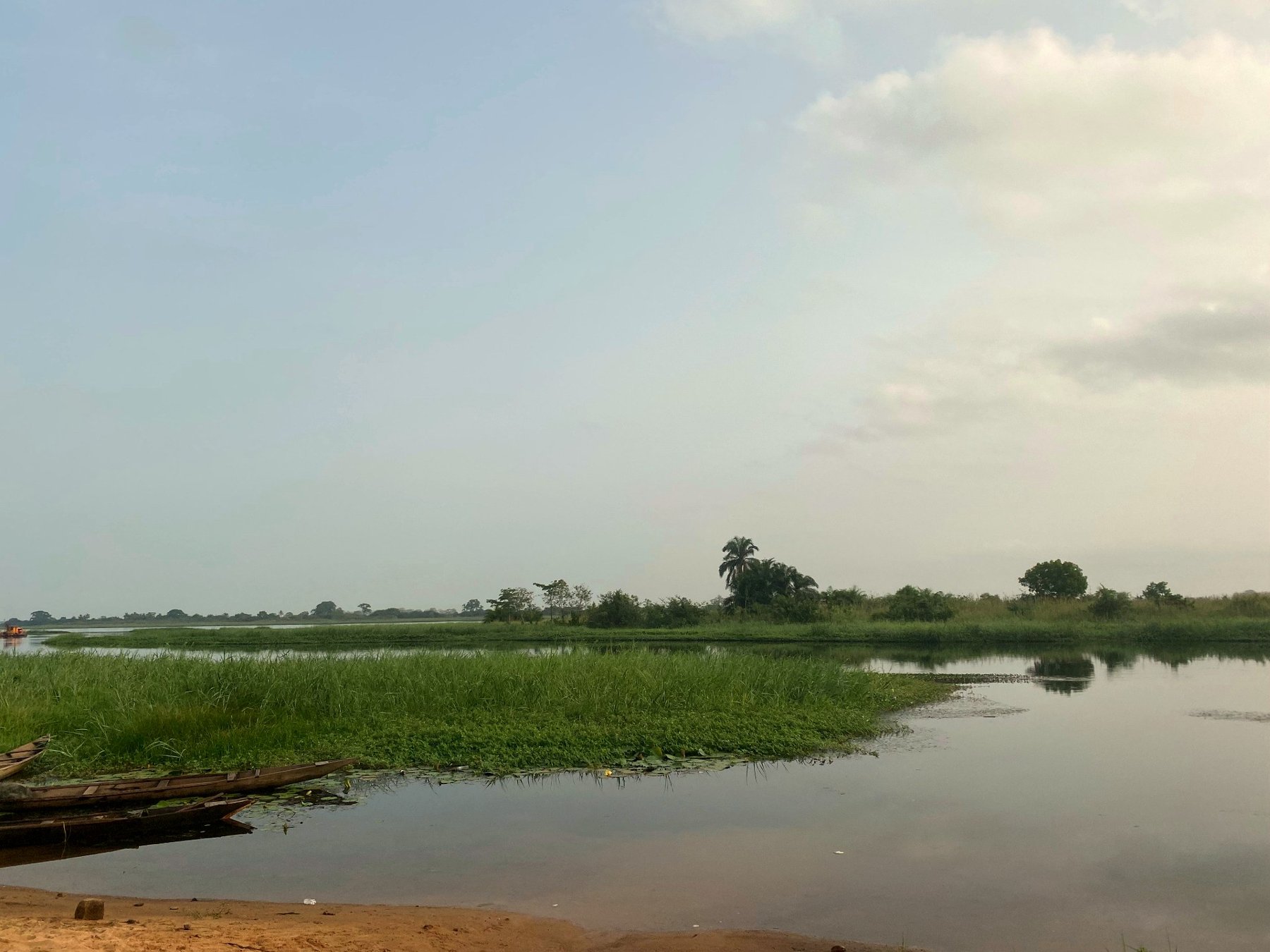 Wooden canoes moored in reeds on the Volta river