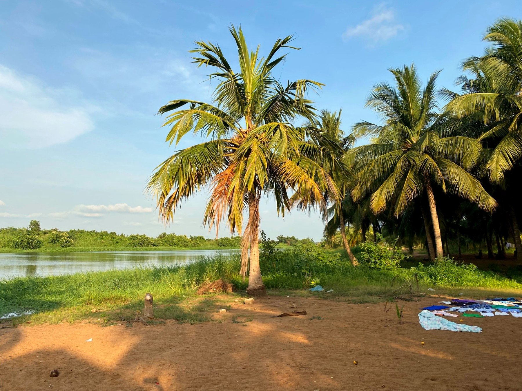 A single coconut palm on the sand with the river channel behind