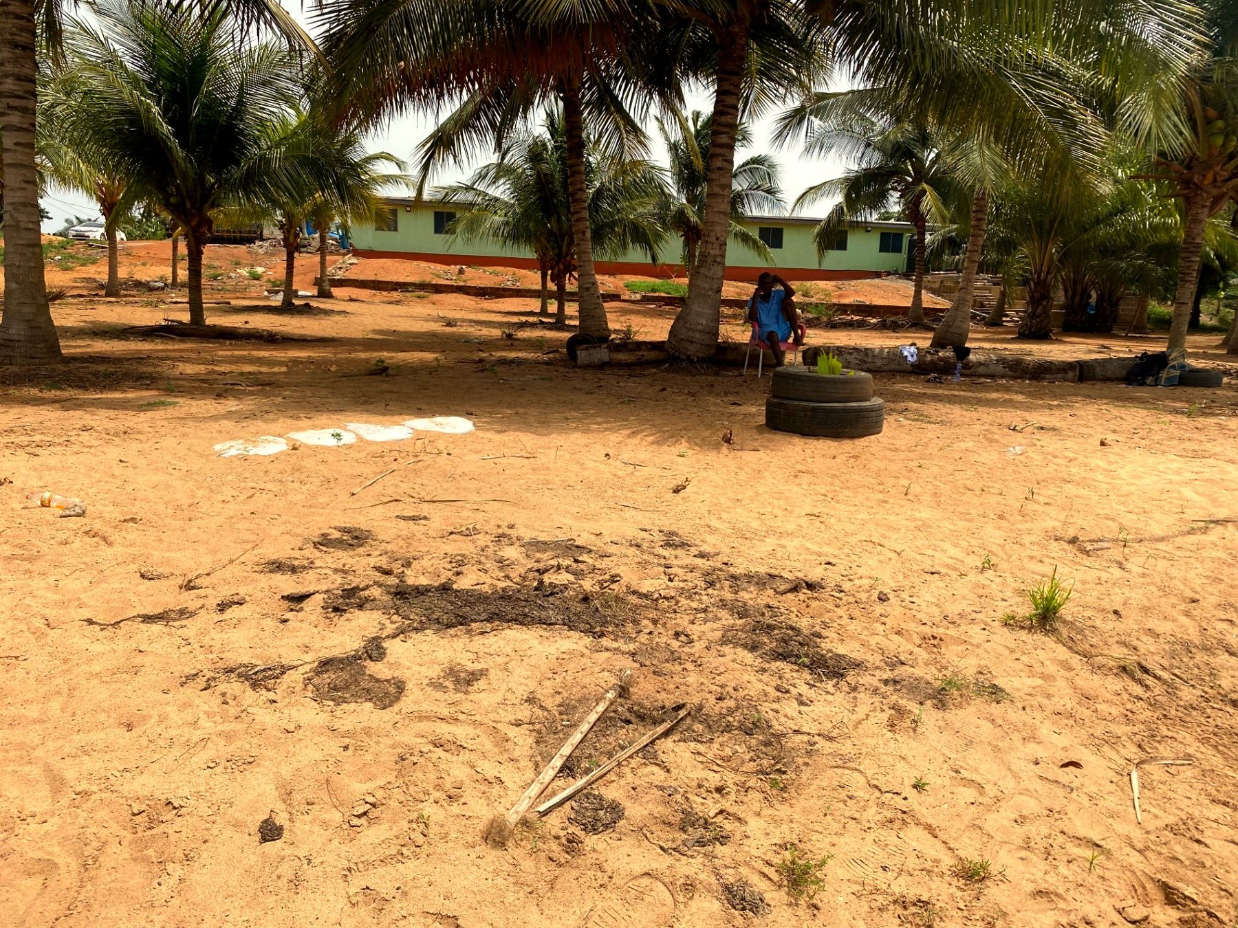 Grove clearing at Tefle with a village building behind the palms